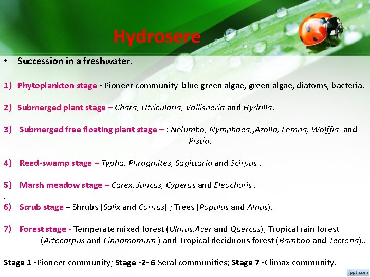 Hydrosere • Succession in a freshwater. 1) Phytoplankton stage - Pioneer community blue green Hydrosere • Succession in a freshwater. 1) Phytoplankton stage - Pioneer community blue green