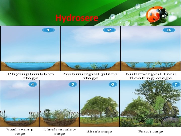 Hydrosere Hydrosere