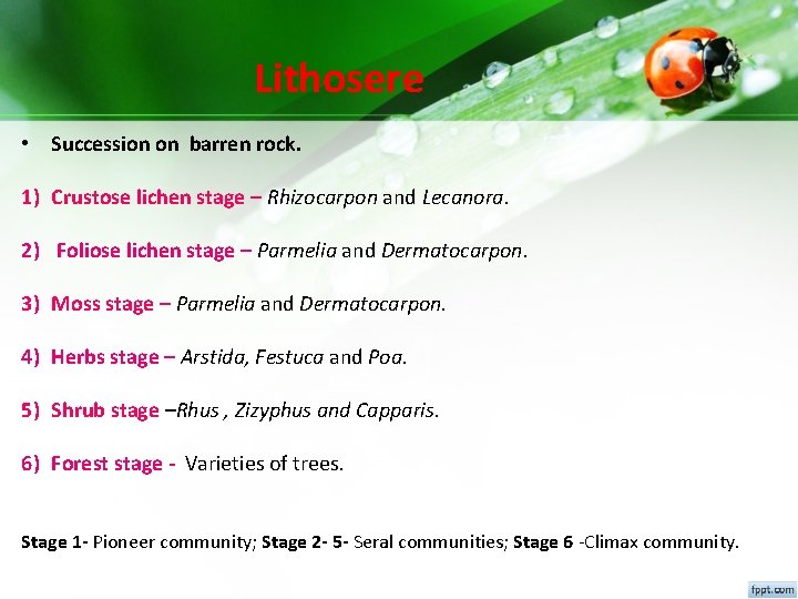 Lithosere • Succession on barren rock. 1) Crustose lichen stage – Rhizocarpon and Lecanora. Lithosere • Succession on barren rock. 1) Crustose lichen stage – Rhizocarpon and Lecanora.