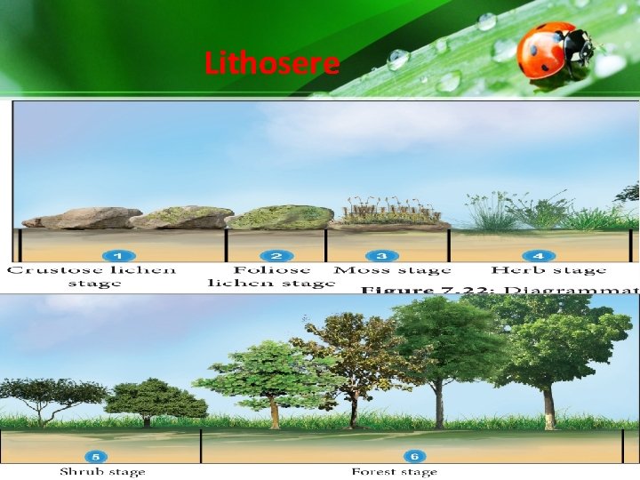 Lithosere Lithosere