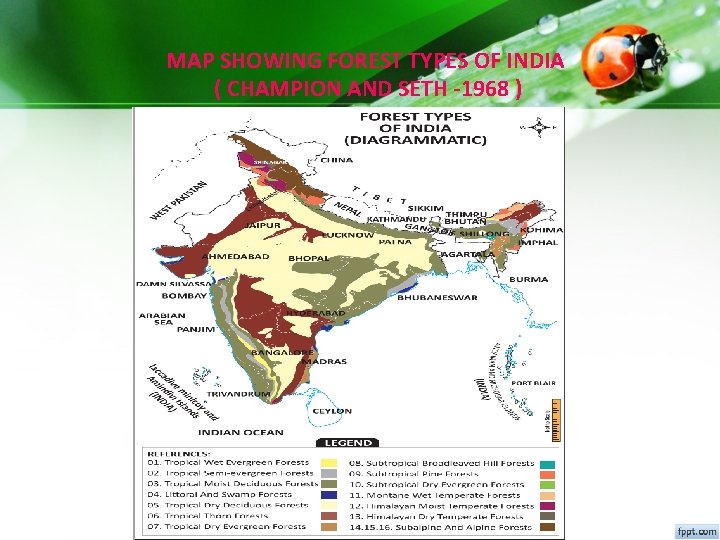 MAP SHOWING FOREST TYPES OF INDIA ( CHAMPION AND SETH -1968 ) MAP SHOWING FOREST TYPES OF INDIA ( CHAMPION AND SETH -1968 )