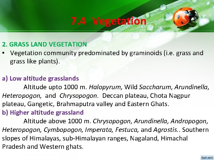 7. 4 Vegetation 2. GRASS LAND VEGETATION • Vegetation community predominated by graminoids (i. 7. 4 Vegetation 2. GRASS LAND VEGETATION • Vegetation community predominated by graminoids (i.