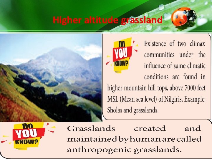 Higher altitude grassland Higher altitude grassland