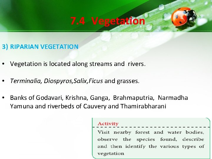 7. 4 Vegetation 3) RIPARIAN VEGETATION • Vegetation is located along streams and rivers. 7. 4 Vegetation 3) RIPARIAN VEGETATION • Vegetation is located along streams and rivers.