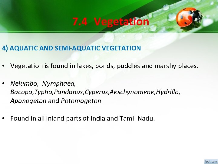 7. 4 Vegetation 4) AQUATIC AND SEMI-AQUATIC VEGETATION • Vegetation is found in lakes, 7. 4 Vegetation 4) AQUATIC AND SEMI-AQUATIC VEGETATION • Vegetation is found in lakes,