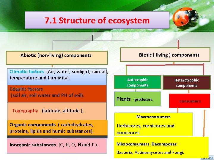 7. 1 Structure of ecosystem Abiotic (non-living) components Climatic factors (Air, water, sunlight, rainfall, 7. 1 Structure of ecosystem Abiotic (non-living) components Climatic factors (Air, water, sunlight, rainfall,