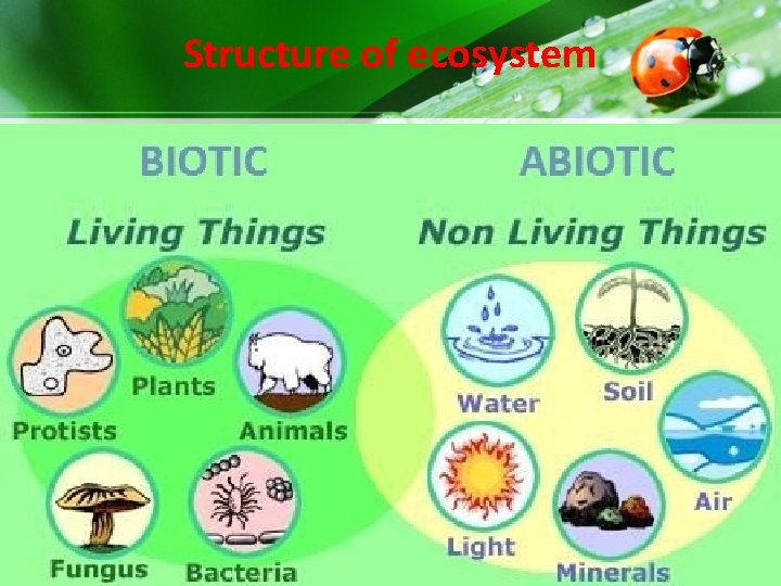 Structure of ecosystem Structure of ecosystem