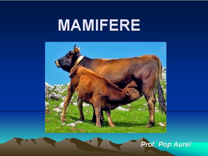 MAMIFERE Prof. Pop Aurel MAMIFERE Prof. Pop Aurel