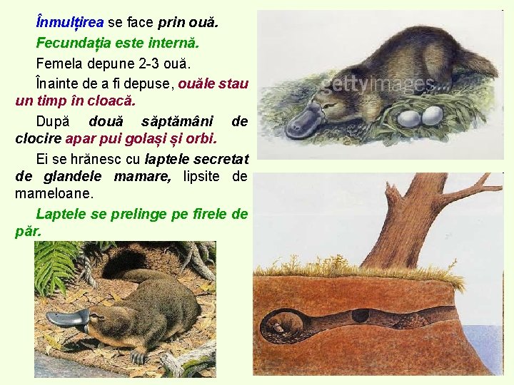 Înmulțirea se face prin ouă. Fecundația este internă. Femela depune 2 -3 ouă. Înainte Înmulțirea se face prin ouă. Fecundația este internă. Femela depune 2 -3 ouă. Înainte