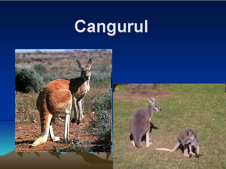 Cangurul Cangurul