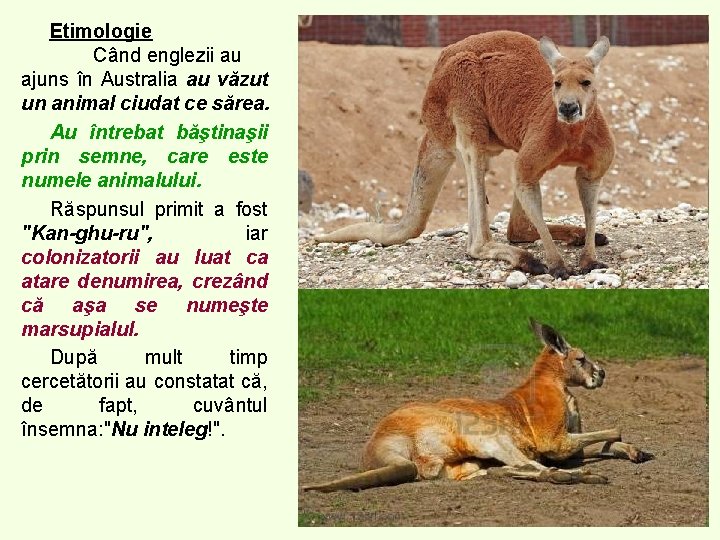 Etimologie Când englezii au ajuns în Australia au văzut un animal ciudat ce sărea. Etimologie Când englezii au ajuns în Australia au văzut un animal ciudat ce sărea.