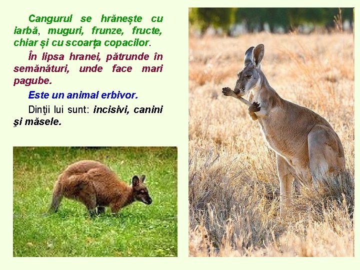 Cangurul se hrănește cu iarbă, muguri, frunze, fructe, chiar și cu scoarța copacilor. În Cangurul se hrănește cu iarbă, muguri, frunze, fructe, chiar și cu scoarța copacilor. În