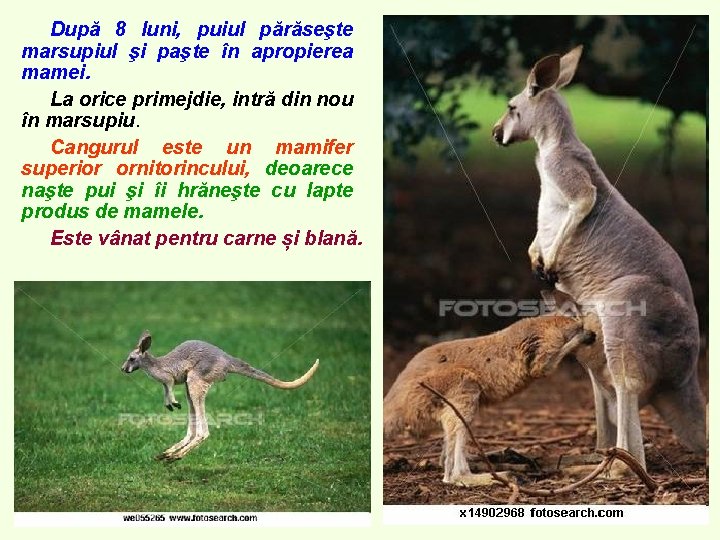 După 8 luni, puiul părăseşte marsupiul şi paşte în apropierea mamei. La orice primejdie, După 8 luni, puiul părăseşte marsupiul şi paşte în apropierea mamei. La orice primejdie,