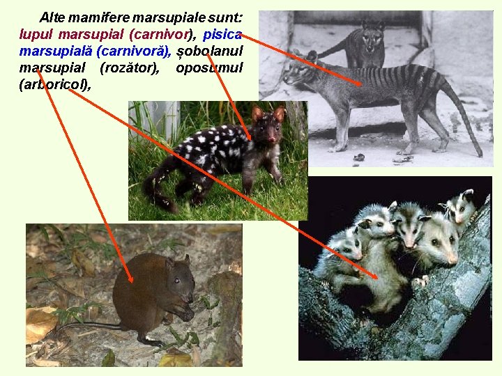 Alte mamifere marsupiale sunt: lupul marsupial (carnivor), pisica marsupială (carnivoră), șobolanul marsupial (rozător), oposumul Alte mamifere marsupiale sunt: lupul marsupial (carnivor), pisica marsupială (carnivoră), șobolanul marsupial (rozător), oposumul