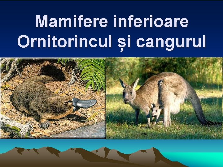 Mamifere inferioare Ornitorincul și cangurul Mamifere inferioare Ornitorincul și cangurul
