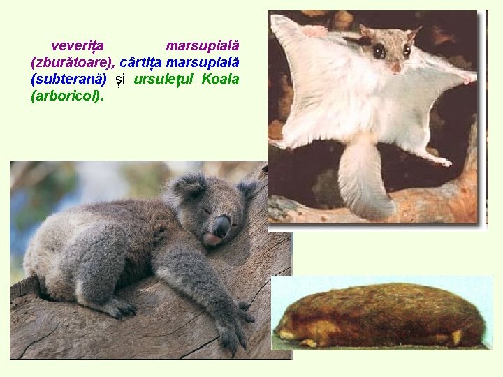 veverița marsupială (zburătoare), cârtița marsupială (subterană) și ursulețul Koala (arboricol). veverița marsupială (zburătoare), cârtița marsupială (subterană) și ursulețul Koala (arboricol).