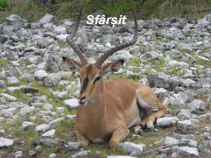 Sfârșit Sfârșit