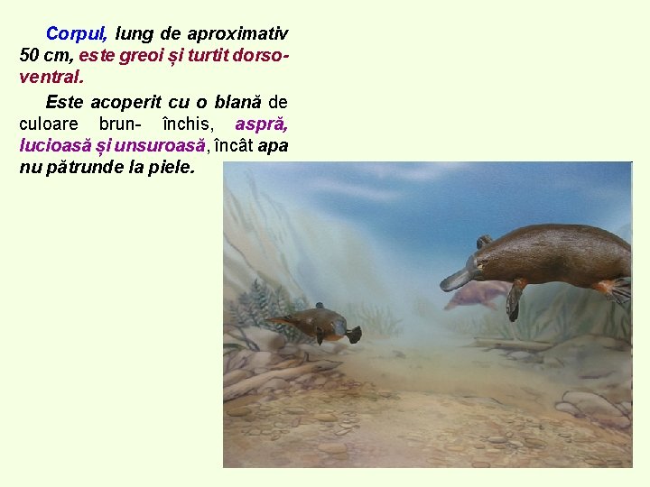 Corpul, lung de aproximativ 50 cm, este greoi și turtit dorsoventral. Este acoperit cu Corpul, lung de aproximativ 50 cm, este greoi și turtit dorsoventral. Este acoperit cu