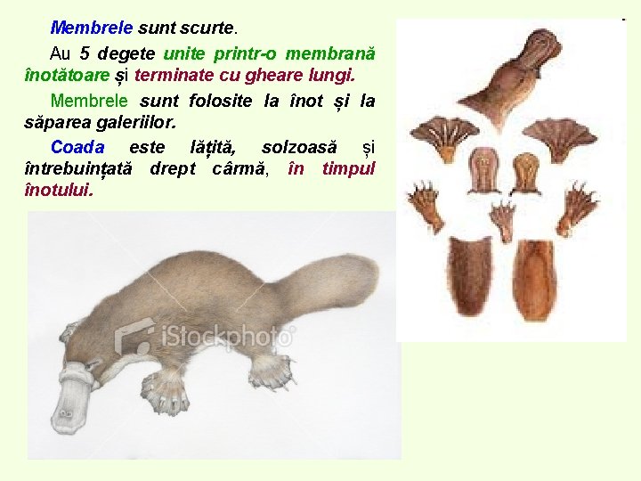 Membrele sunt scurte. Au 5 degete unite printr-o membrană înotătoare și terminate cu gheare Membrele sunt scurte. Au 5 degete unite printr-o membrană înotătoare și terminate cu gheare