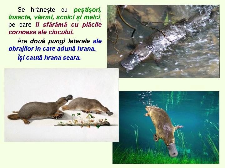 Se hrănește cu peștișori, insecte, viermi, scoici și melci, pe care îi sfărâmă cu Se hrănește cu peștișori, insecte, viermi, scoici și melci, pe care îi sfărâmă cu