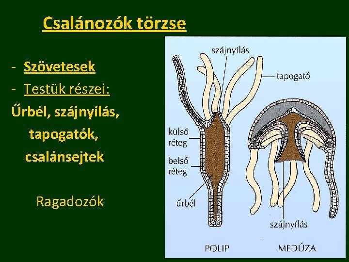 Csalánozók törzse - Szövetesek - Testük részei: Űrbél, szájnyílás, tapogatók, csalánsejtek Ragadozók 