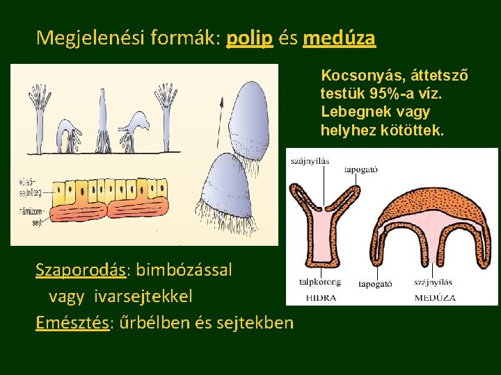 Megjelenési formák: polip és medúza Kocsonyás, áttetsző testük 95%-a víz. Lebegnek vagy helyhez kötöttek.