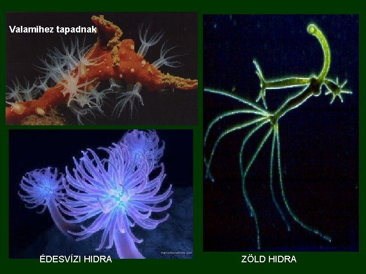 Valamihez tapadnak ÉDESVÍZI HIDRA ZÖLD HIDRA 
