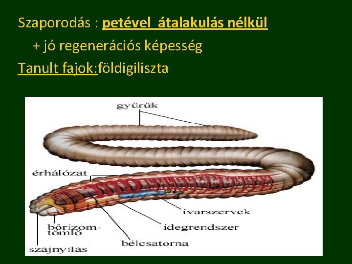 Szaporodás : petével átalakulás nélkül + jó regenerációs képesség Tanult fajok: földigiliszta 