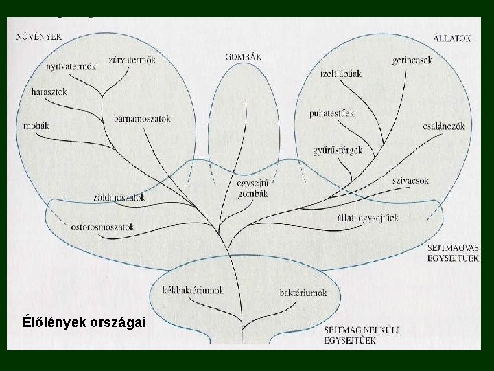 Élőlények országai 