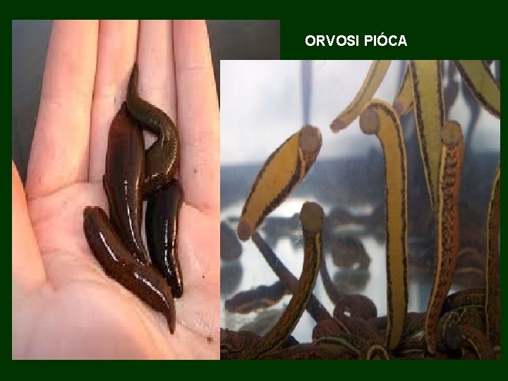 ORVOSI PIÓCA 