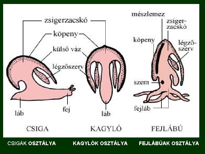 CSIGÁK OSZTÁLYA. KAGYLÓK OSZTÁLYA FEJLÁBÚAK OSZTÁLYA 