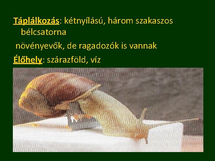 Táplálkozás: kétnyílású, három szakaszos bélcsatorna növényevők, de ragadozók is vannak Élőhely: szárazföld, víz 