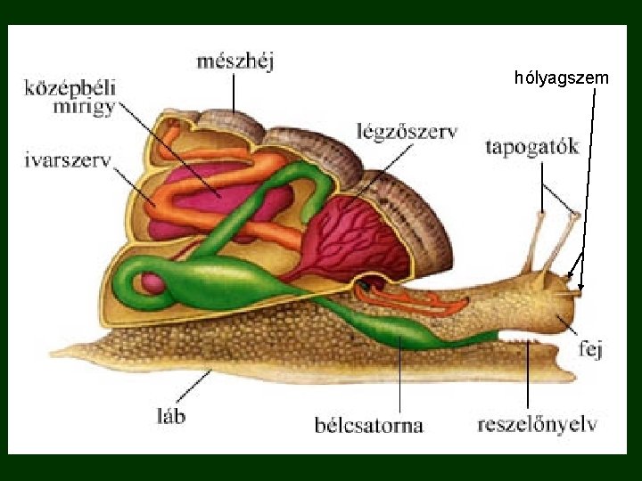 hólyagszem 