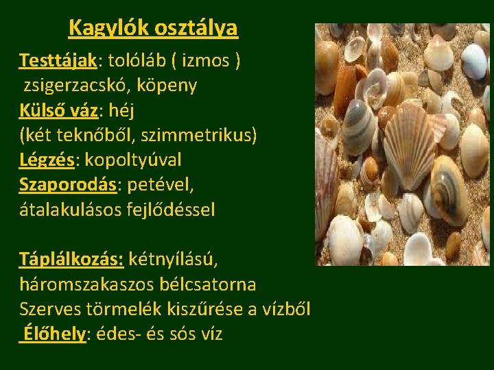 Kagylók osztálya Testtájak: tolóláb ( izmos ) zsigerzacskó, köpeny Külső váz: héj (két teknőből,