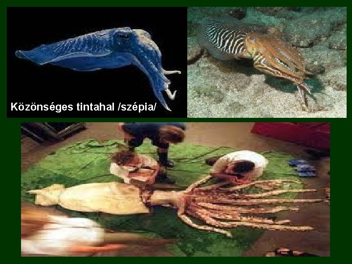 Közönséges tintahal /szépia/ 
