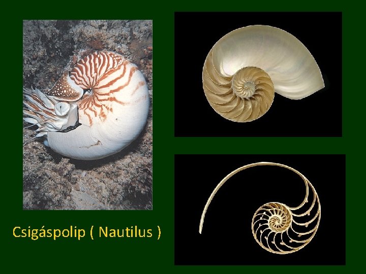 Csigáspolip ( Nautilus ) 