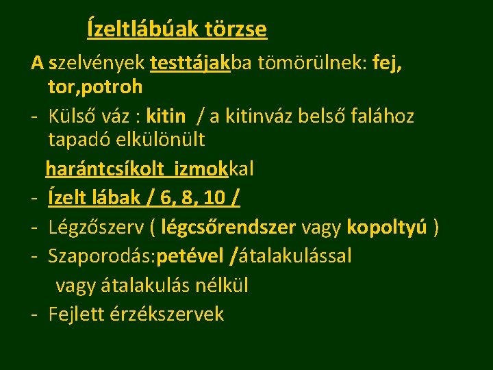 Ízeltlábúak törzse A szelvények testtájakba tömörülnek: fej, tor, potroh - Külső váz : kitin