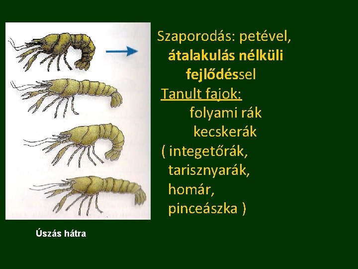 Szaporodás: petével, átalakulás nélküli fejlődéssel Tanult fajok: folyami rák kecskerák ( integetőrák, tarisznyarák, homár,