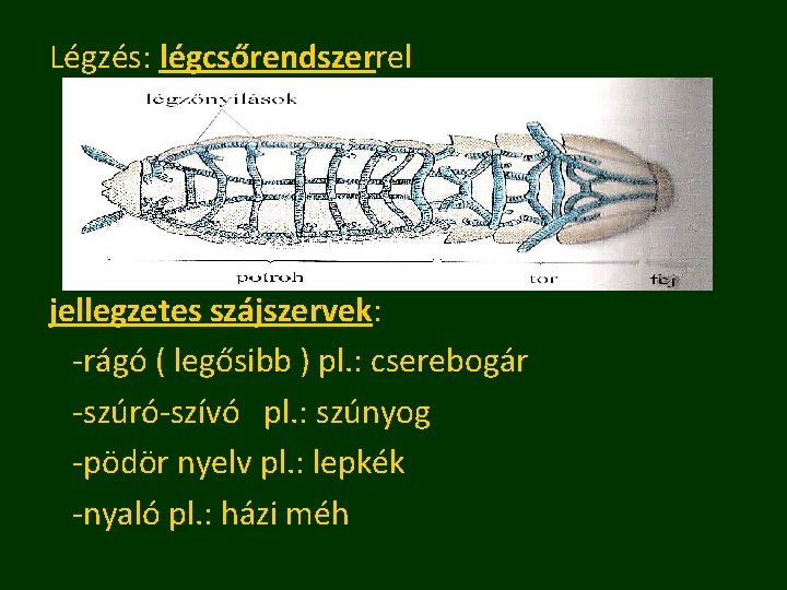 Légzés: légcsőrendszerrel jellegzetes szájszervek: -rágó ( legősibb ) pl. : cserebogár -szúró-szívó pl. :