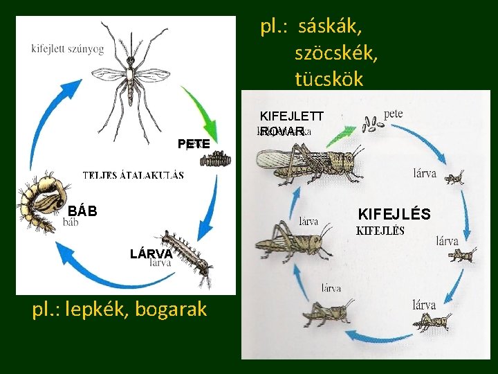 pl. : sáskák, szöcskék, tücskök PETE BÁB KIFEJLETT ROVAR KIFEJLÉS LÁRVA pl. : lepkék,