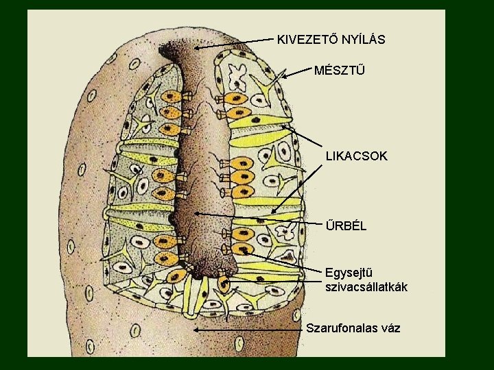 KIVEZETŐ NYÍLÁS MÉSZTŰ LIKACSOK ŰRBÉL Egysejtű szivacsállatkák Szarufonalas váz 