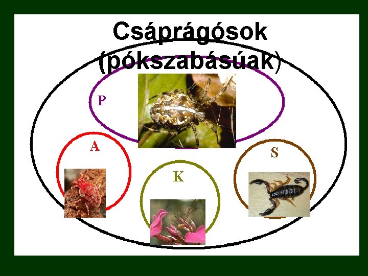 Csáprágósok (pókszabásúak) 