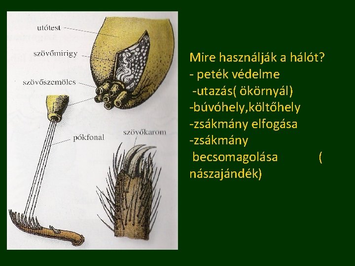 Mire használják a hálót? - peték védelme -utazás( ökörnyál) -búvóhely, költőhely -zsákmány elfogása -zsákmány
