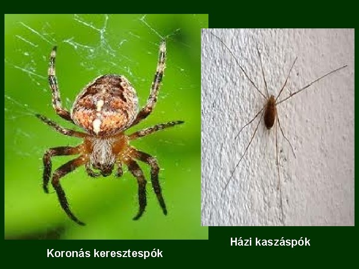 Koronás keresztespók Házi kaszáspók 