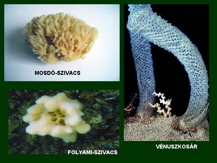 MOSDÓ-SZIVACS FOLYAMI-SZIVACS VÉNUSZKOSÁR 