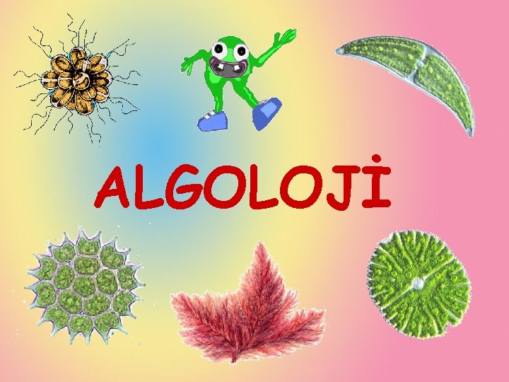 ALGOLOJİ 