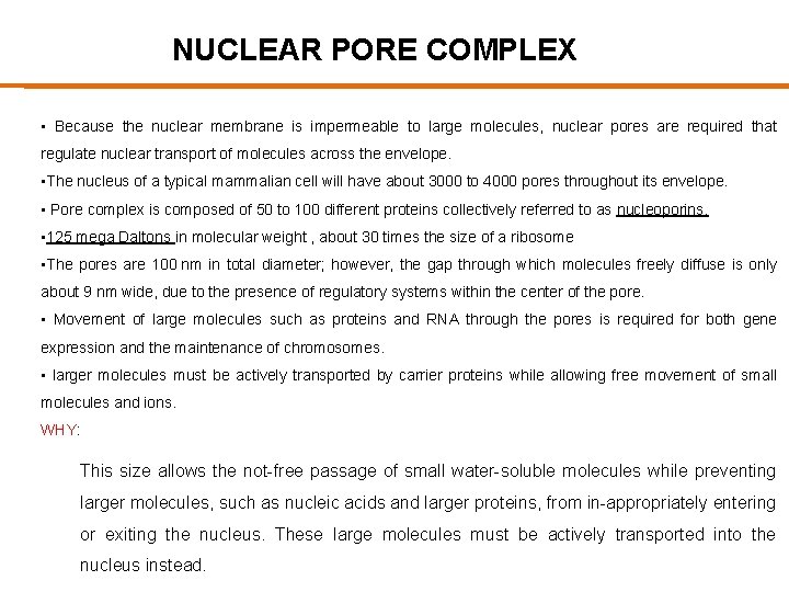 NUCLEAR PORE COMPLEX • Because the nuclear membrane is impermeable to large molecules, nuclear