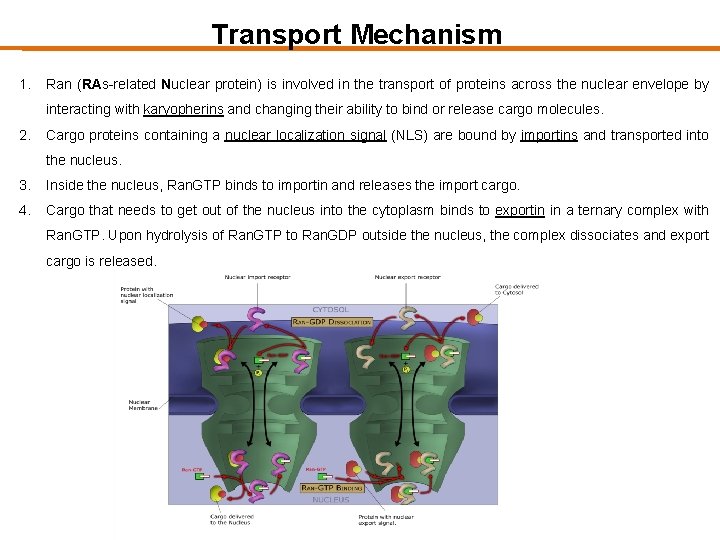 Transport Mechanism 1. Ran (RAs-related Nuclear protein) is involved in the transport of proteins