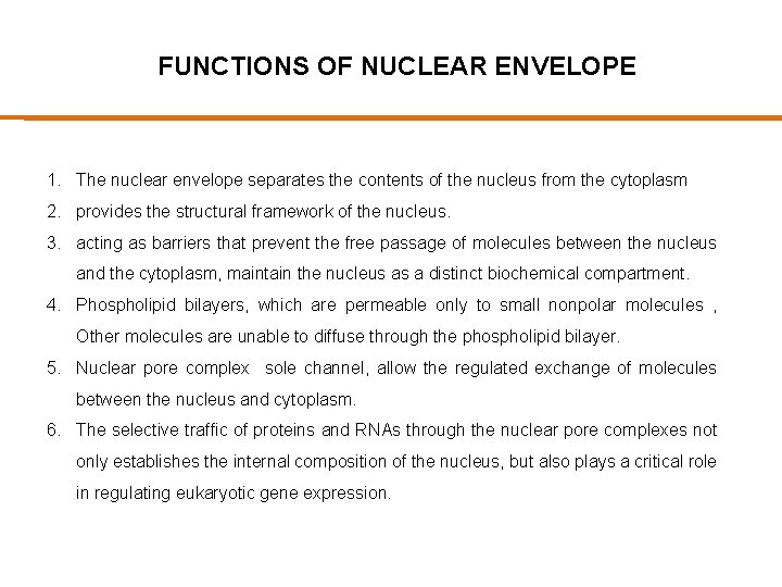 FUNCTIONS OF NUCLEAR ENVELOPE 1. The nuclear envelope separates the contents of the nucleus