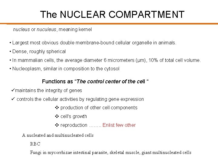 The NUCLEAR COMPARTMENT nucleus or nuculeus, meaning kernel • Largest most obvious double membrane-bound